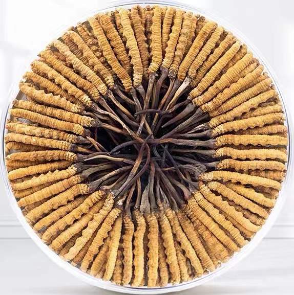 吉木萨尔冬虫夏草回收